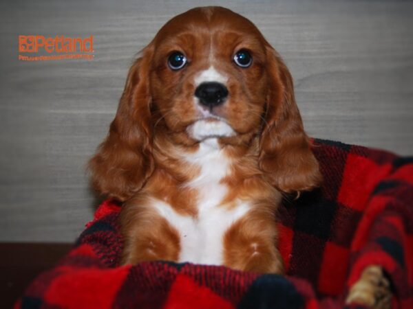 Cockalier (Cocker/Cavalier)-DOG-Male-Ruby-16105-Petland Iowa City, Iowa