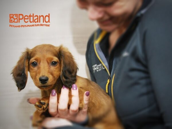 Dachshund DOG Male Chocolate 16115 Petland Iowa City, Iowa