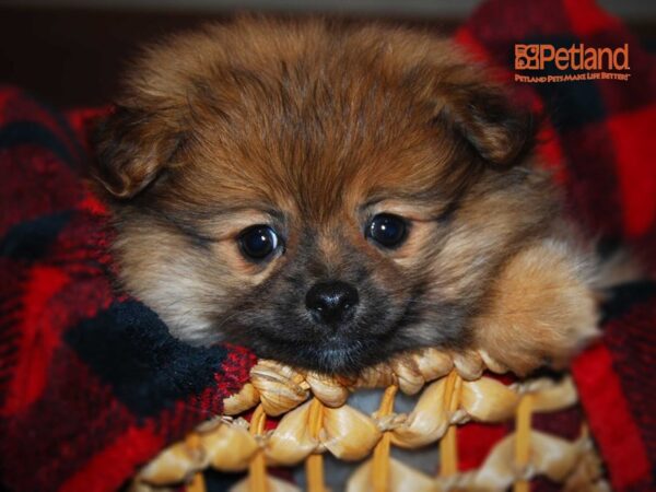 Pomeranian DOG Female Red 16132 Petland Iowa City, Iowa