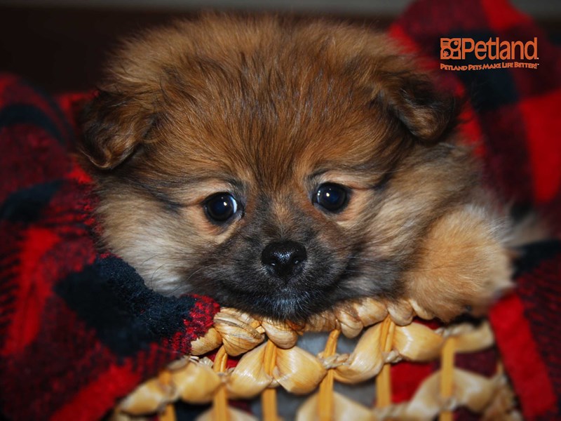 Pomeranian Dog Female Red 16132