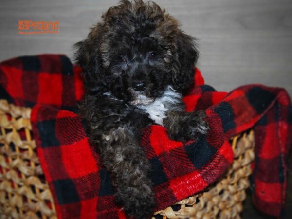 Coton De Tulear / Poodle DOG Female Tri 16131 Petland Iowa City, Iowa