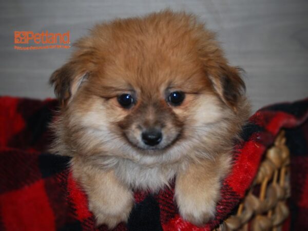 Pomeranian DOG Male Red 16133 Petland Iowa City, Iowa