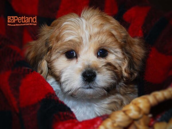 Bichon Frise / Pomeranian DOG Male Tri 16129 Petland Iowa City, Iowa