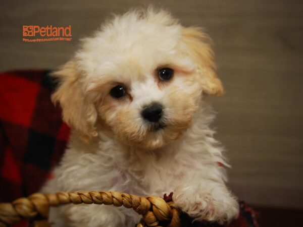 Coton De Tulear / Poodle-DOG-Male-White & Cream-16130-Petland Iowa City, Iowa