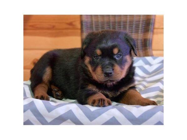 Rottweiler DOG Female Black / Mahogany 16136 Petland Iowa City, Iowa