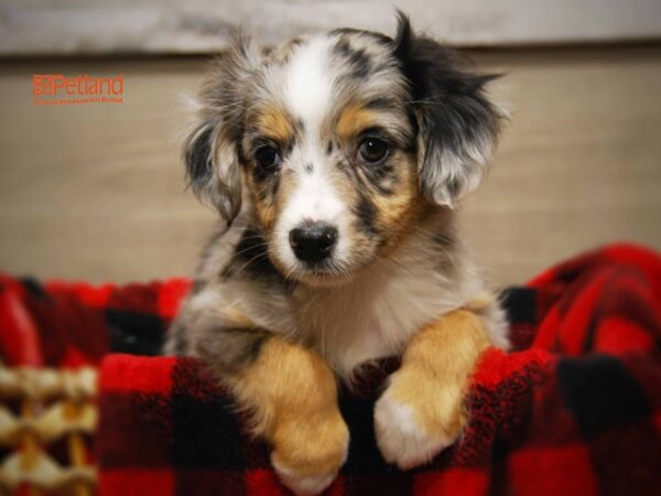 Toy Australian Shepherd DOG Male Blue Merle 16139 Petland Iowa City, Iowa