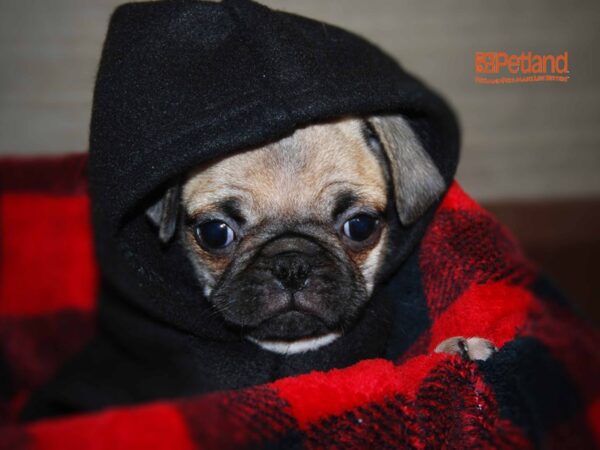 Pug DOG Male Fawn 16135 Petland Iowa City, Iowa