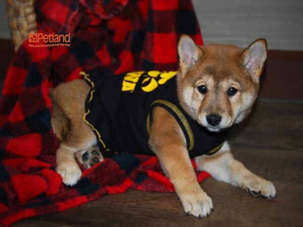 Shiba Inu DOG Female Red 16137 Petland Iowa City, Iowa