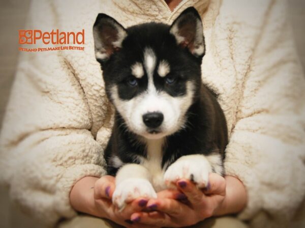 Siberian Husky DOG Female Black / White 16138 Petland Iowa City, Iowa