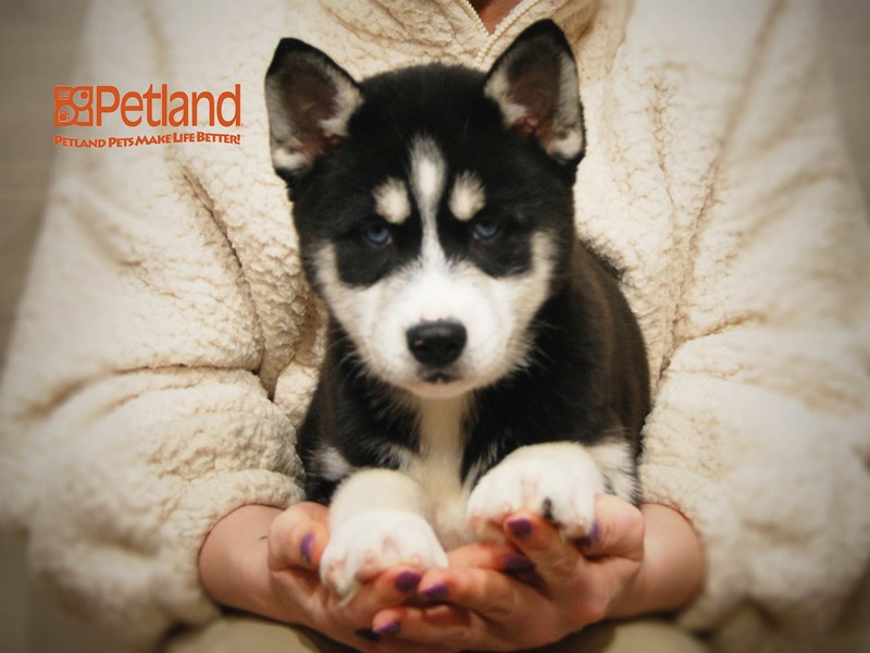 Siberian Husky Dog Female Black / White 16138