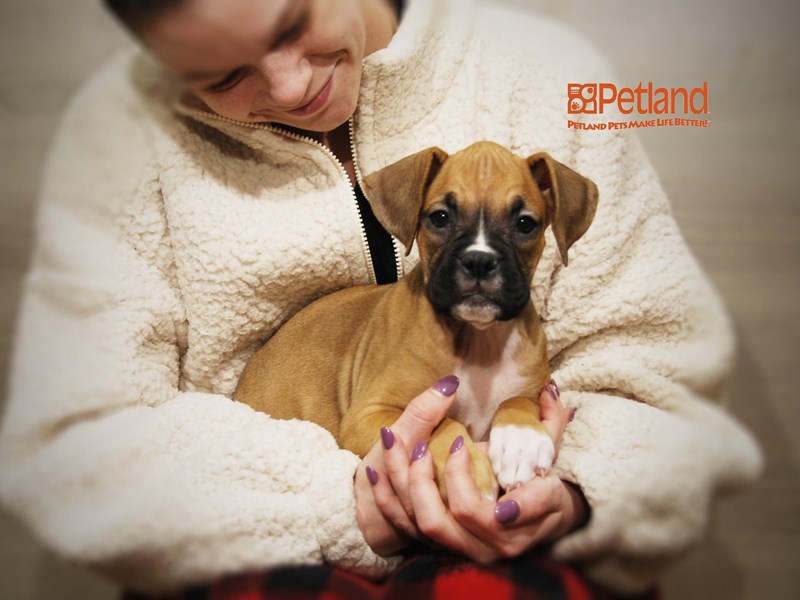 Boxer Dog Female Mahogany / White 16134