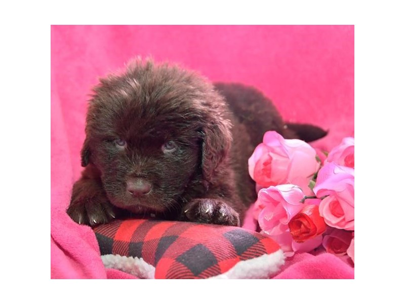 Newfoundland Dog Male Chocolate 16146