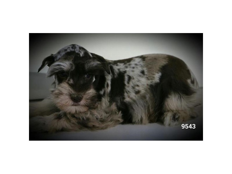 Miniature Schnauzer Dog Male Chocolate Merle 16145