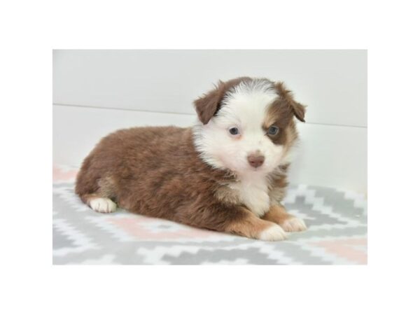 Australian Shepherd DOG Male Brown / White 16142 Petland Iowa City, Iowa