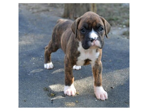 Boxer DOG Male Brindle 16144 Petland Iowa City, Iowa