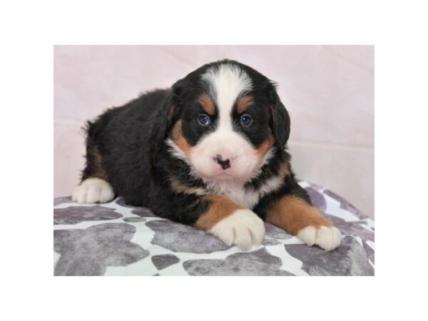 Bernese Mountain Dog DOG Female Tri-Colored 16143 Petland Iowa City, Iowa