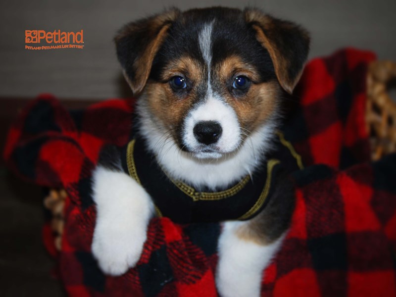 Pembroke Welsh Corgi Dog Female Tri-Colored 16147