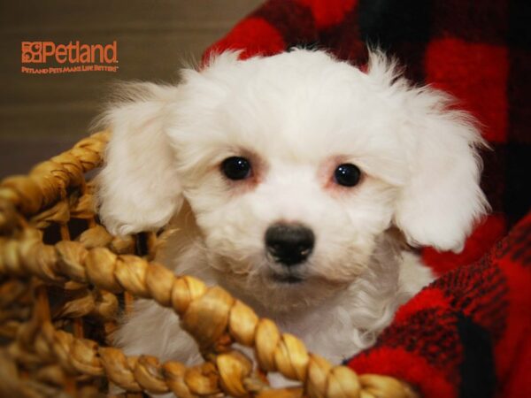 Bichon Frise DOG Female White 16140 Petland Iowa City, Iowa