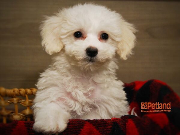 Bichon Frise DOG Male White 16141 Petland Iowa City, Iowa