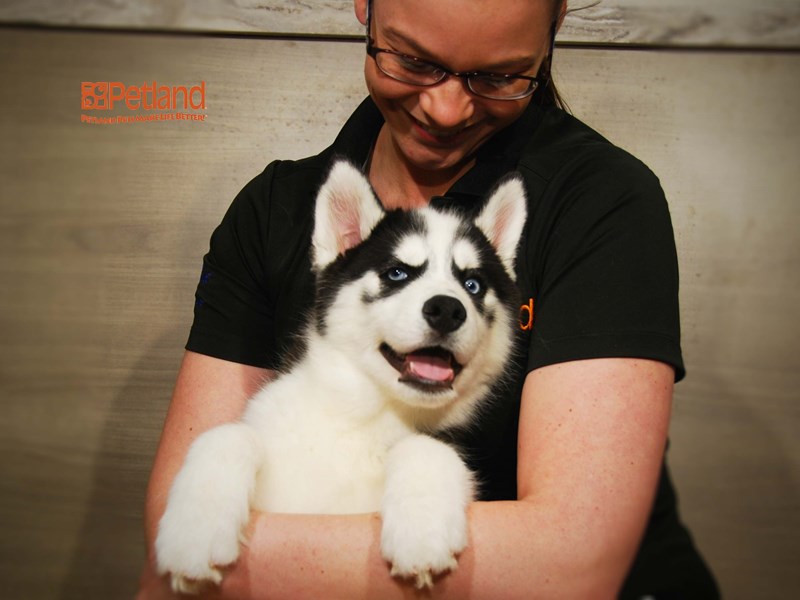 Siberian Husky Dog Male Black / White 16148