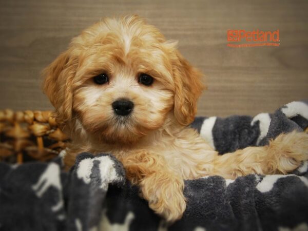 Cavashon-DOG-Female-Apricot-16151-Petland Iowa City, Iowa