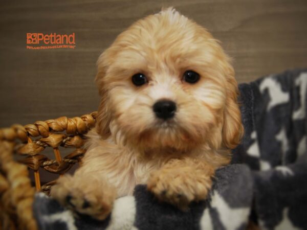 Cavashon-DOG-Male-Apricot-16150-Petland Iowa City, Iowa