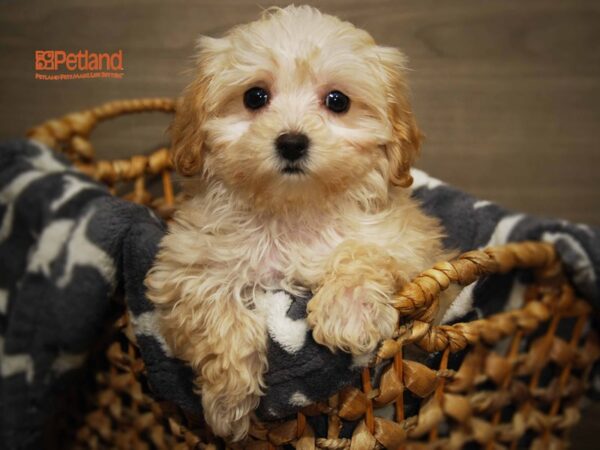 Cavapoo DOG Female Apricot 16152 Petland Iowa City, Iowa