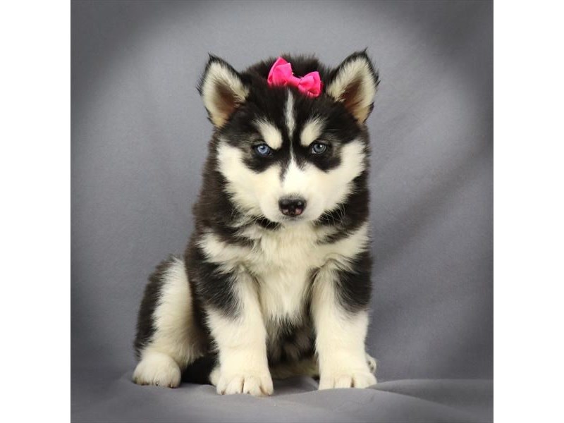 Siberian Husky Dog Female Black & White 16153