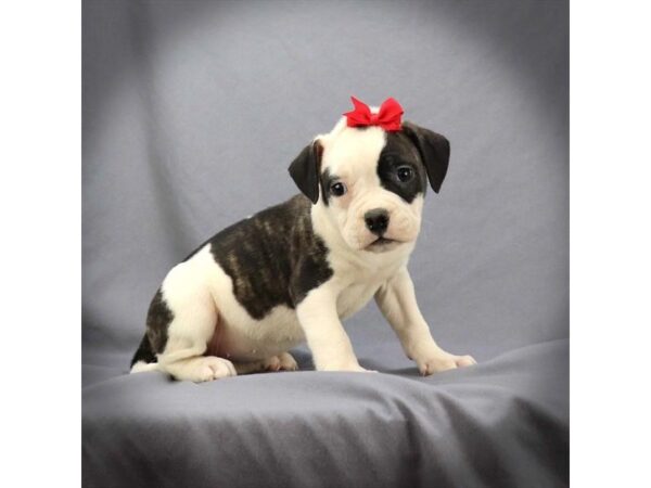 American Bulldog DOG Female Brindle & White 16154 Petland Iowa City, Iowa