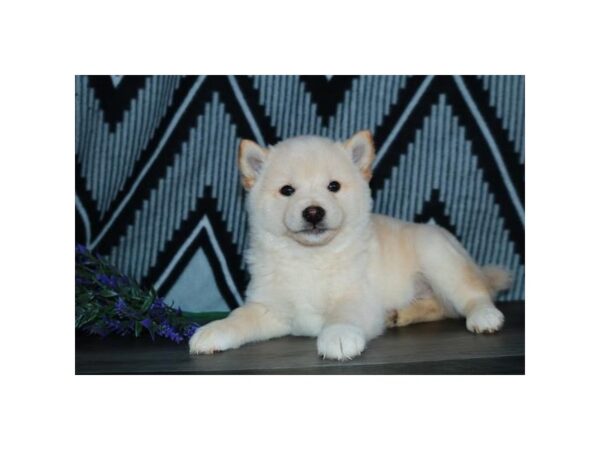 Shiba Inu DOG Male Cream 16161 Petland Iowa City, Iowa