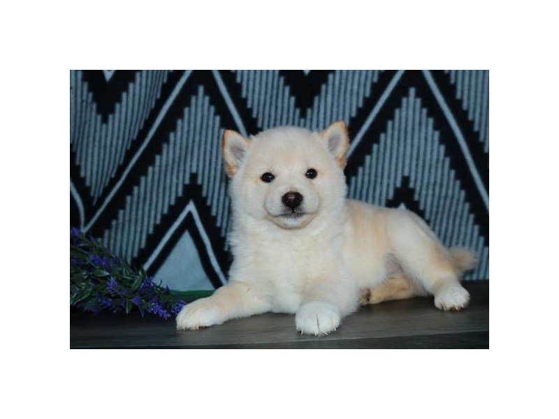 Shiba Inu Dog Male Cream 16161