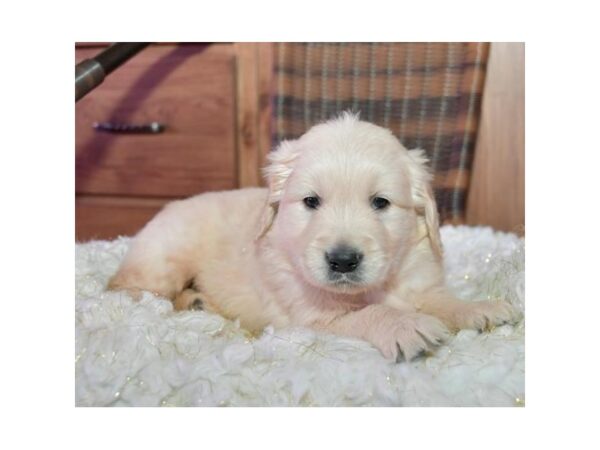 Golden Retriever DOG Male Light Golden 16157 Petland Iowa City, Iowa