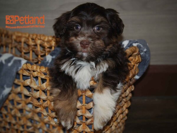 Havanese DOG Male Chocolate 16159 Petland Iowa City, Iowa