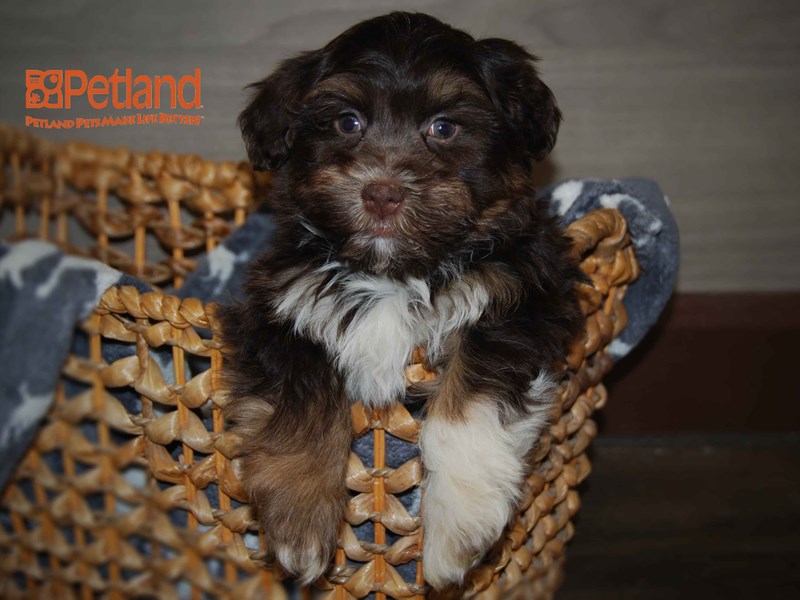 Havanese Dog Male Chocolate 16159