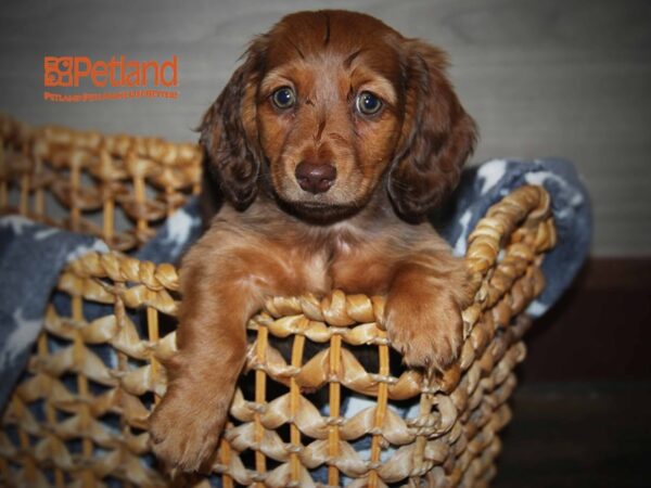 Dachshund DOG Female Chocolate 16156 Petland Iowa City, Iowa