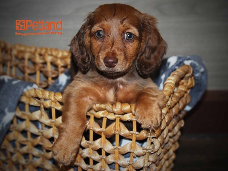 Dachshund Dog Female Chocolate 16156