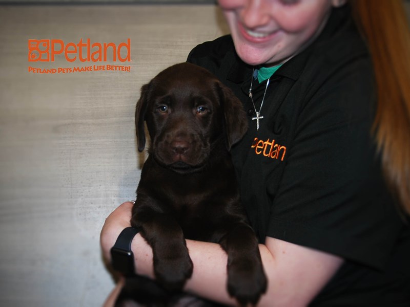 Labrador Retriever Dog Male Chocolate 16160