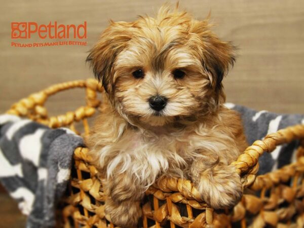 Maltese / Yorkshire Terrier DOG Male Gold 16163 Petland Iowa City, Iowa