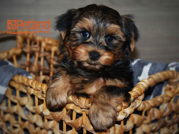 Yorkshire Terrier DOG Male Black & Gold 16162 Petland Iowa City, Iowa