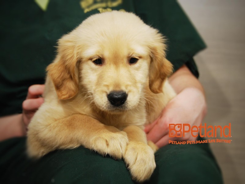 Golden Retriever Dog Female Light Golden 16158