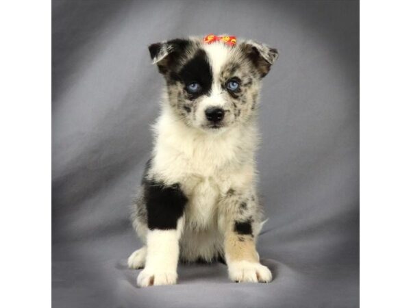 Pomsky DOG Female Blue Merle 16167 Petland Iowa City, Iowa