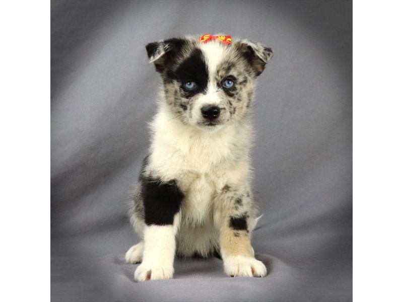 Pomsky Dog Female Blue Merle 16167