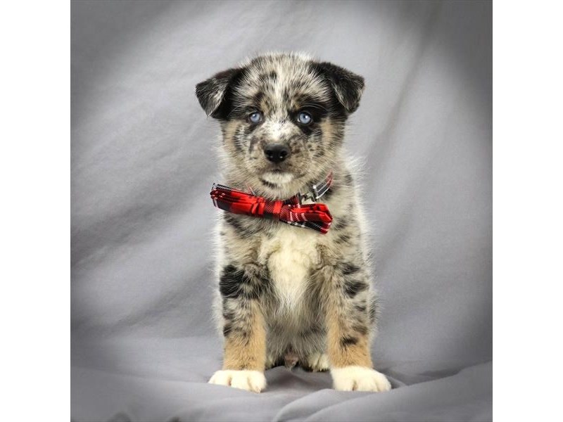 Pomsky Dog Male Blue Merle 16168