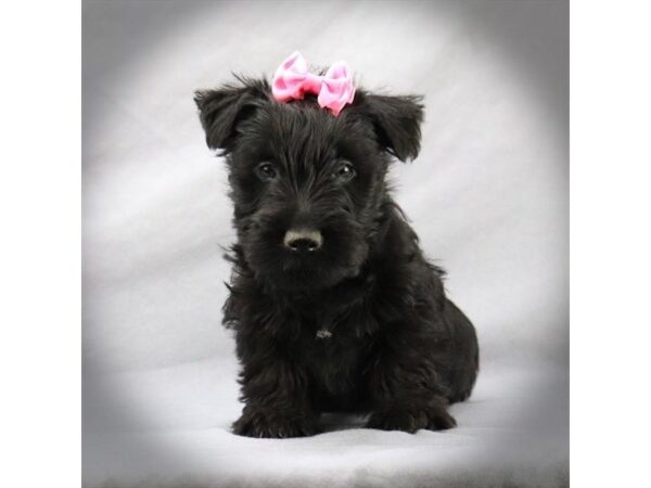 Scottish Terrier DOG Male Black 16166 Petland Iowa City, Iowa