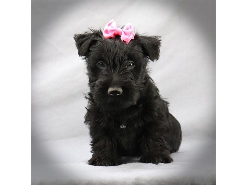 Scottish Terrier Dog Male Black 16166