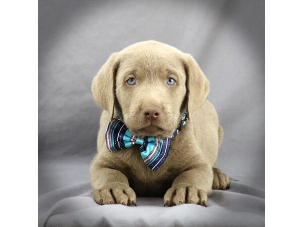 Labrador Retriever DOG Male silver 16164 Petland Iowa City, Iowa