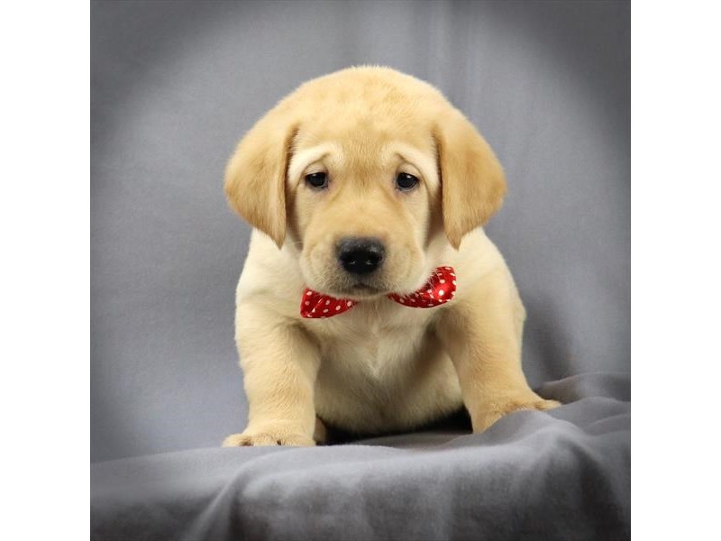 Labrador Retriever Dog Male Yellow 16165