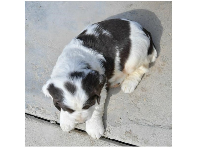 English Springer Spaniel Dog Male Liver / White 16170
