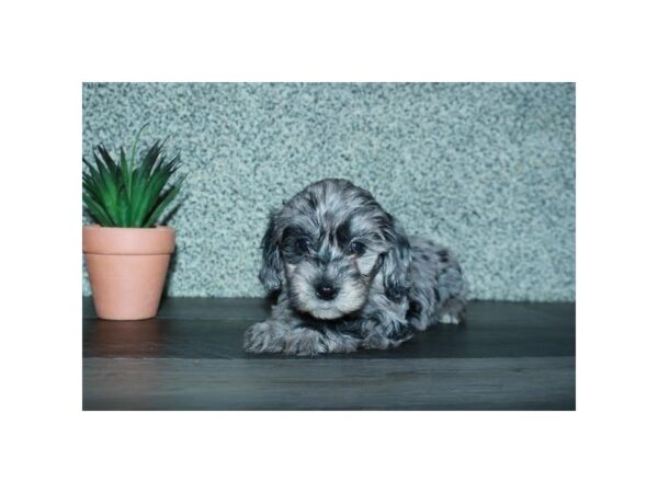 Cock A Poo 2nd Gen DOG Female Blue Merle 16173 Petland Iowa City, Iowa