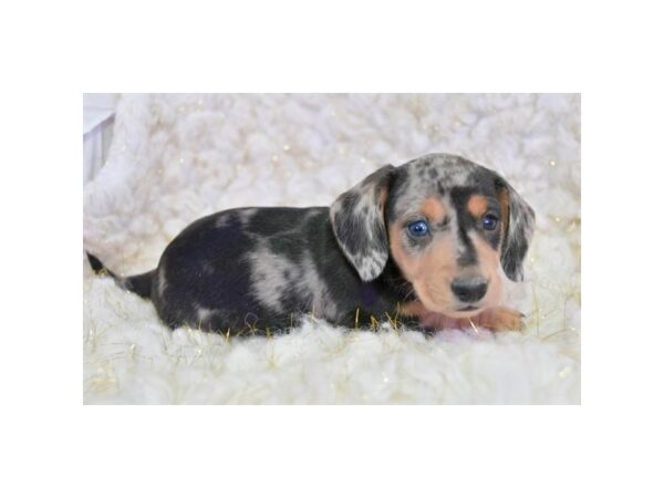 Dachshund DOG Female Blue Merle 16169 Petland Iowa City, Iowa